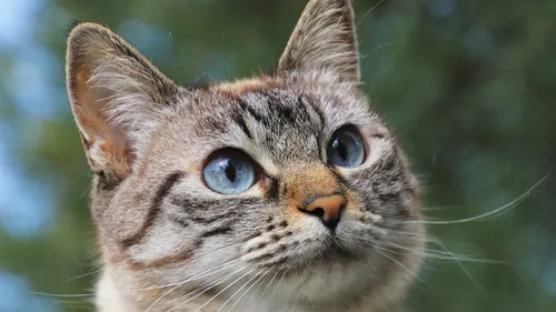 Un homme de 70 ans jugé pour avoir tué le chat de sa voisine à...