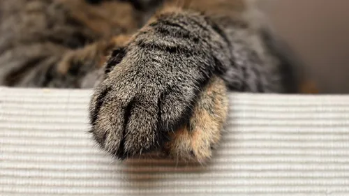 Un homme jugé pour avoir violé et tué son chat près de Lille