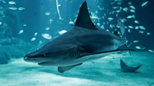 Un soigneur de Nausicaá mordu par un requin 