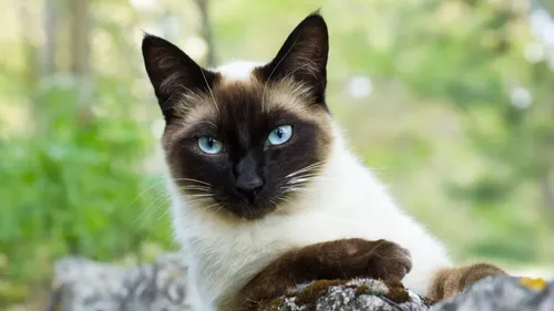 Arras : un homme de 71 ans jugé pour avoir abattu le chat de ses...