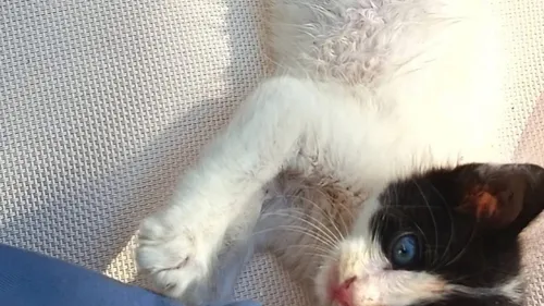 Lille : un chaton cherche un passager pour rentrer de Crète