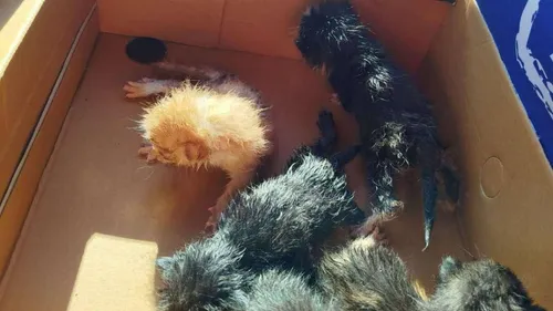 Des chatons abandonnés dans une poubelle 