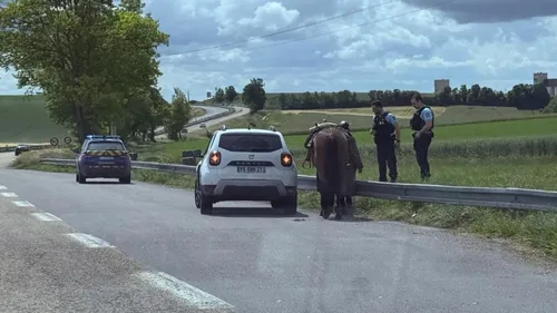 Une cavalière s'égare sur la nationale