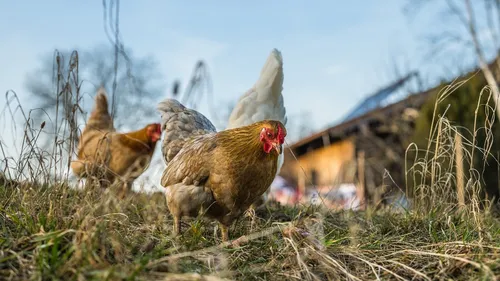 Grippe aviaire : risque "élevé" en France, les volailles doivent...