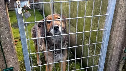 Soupçons de maltraitance animale à Lottinghen : L’un des  chiens...