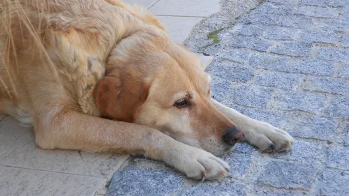 Plus d’animaux abandonnés qu’adoptés à la SPA dans les...