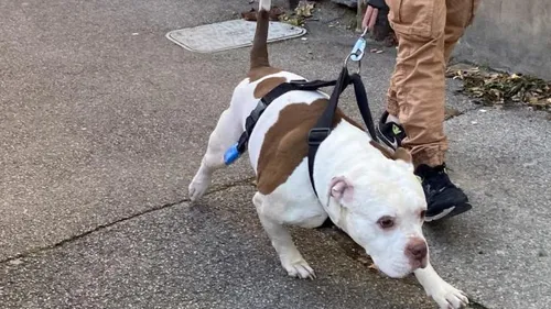 Boulogne-sur-mer : une aide soignante sévèrement mordue par un...