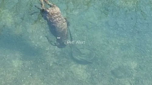 Prison ferme pour l'homme qui avait noyé son chien