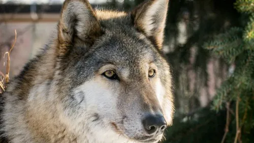Lestrem : une petite fille grièvement blessée, mordue par un...