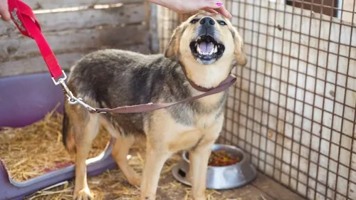 Le refuge d'Epernay lance un appel aux dons