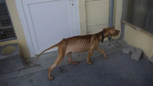 Des chiens abandonnés, sans nourriture, dans un appartement déserté 