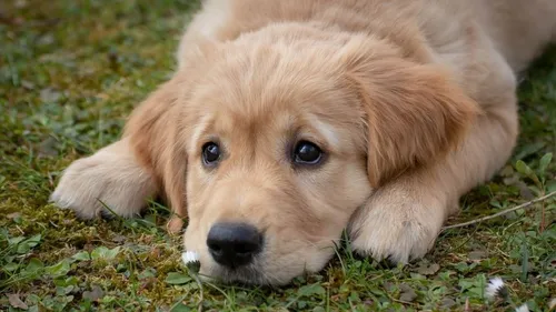 Roquetoire : des éleveurs de chiens jugés pour mauvais traitement