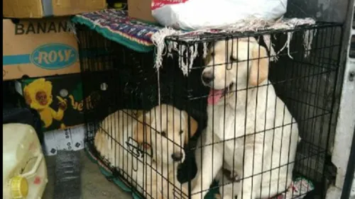 Deux chiots secourus par les gendarmes