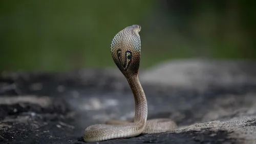 Castelginest : un lourd dispositif pour retrouver un cobra venimeux