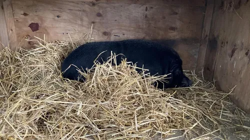 Justice: Le garde-chasse qui a tué un cochon vietnamien à...