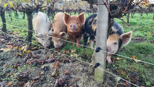 Des cochons dans les vignes marnaises.  