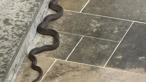 Qui a égaré sa couleuvre ?