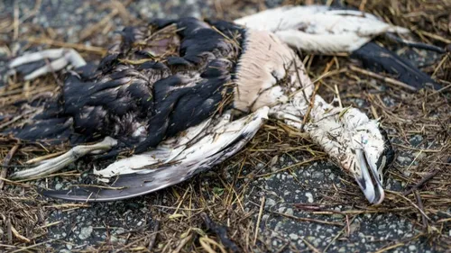 Grippe Aviaire : La zone de contrôle concerne désormais tout le...