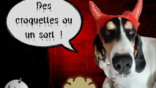 "Des croquettes ou un sort !"