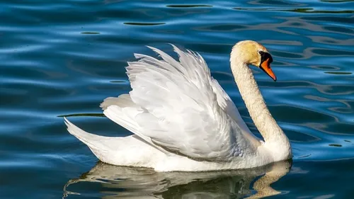 Des cygnes morts contaminés par la grippe aviaire au lac du Der
