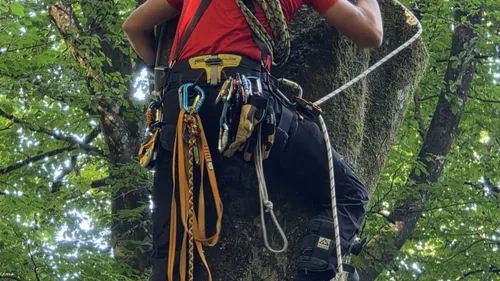 Un élagueur de 67 ans retrouvé mort dans un arbre.