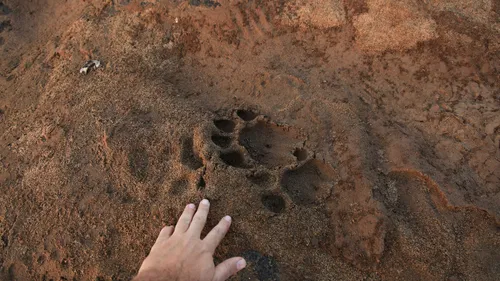 Un grand félin aurait été aperçu à Auxi-le-Château