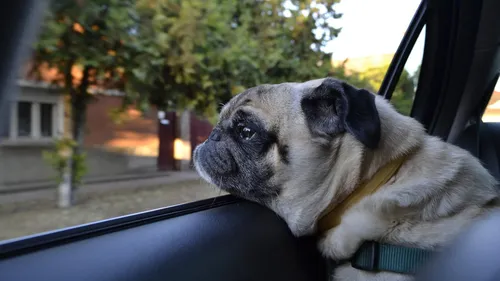 Condette : des chiens enfermés dans un van en plein soleil, le...