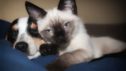 Un certificat d’engagement désormais obligatoire pour adopter un...