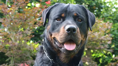 Une fillette de 2 ans attaquée par un rottweiler à...