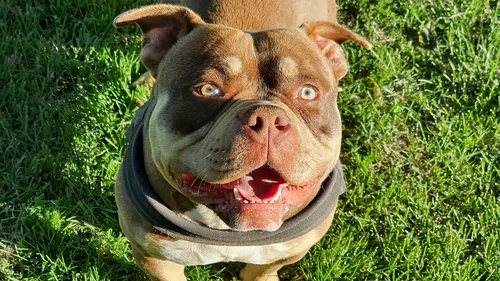 Saint-Omer : deux personnes gravement blessées par les morsures...