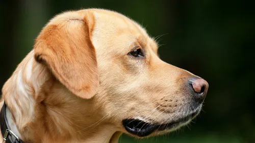 La Ville de Fouquières-les-Béthune prend un arrêté contre les...