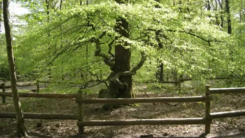 Une nouvelle ligne de bus pour rejoindre les Faux de Verzy. 