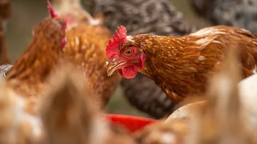 Grippe aviaire : tous les élevages de volailles confinés dans le...