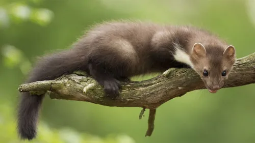 Le Portel: Des fouines à l'école maternelle! 