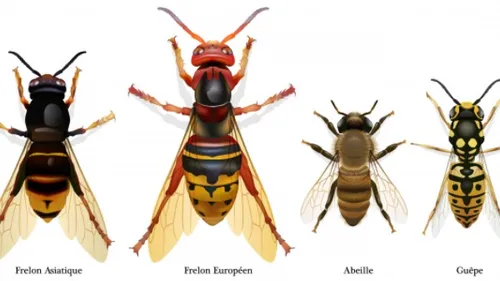 Le frelon asiatique fait son retour... 