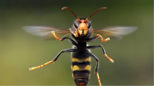 Une famille attaquée par un essaim de frelons asiatiques, près d’Arras