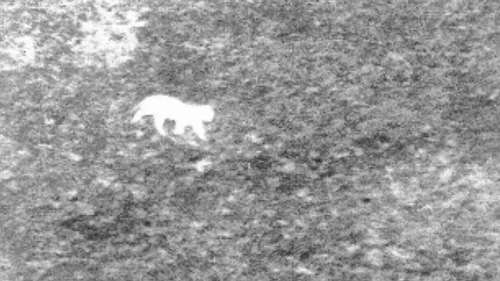 Le félin d'Auxi-le-Château toujours introuvable