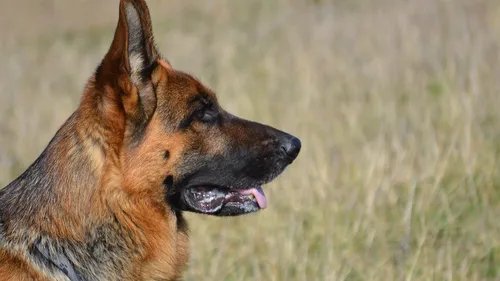Un chien retrouvé mort dans le canal de l'Escaut, avec un pavé...
