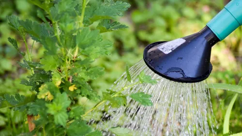 Marne: des restrictions d'eau face à la sécheresse