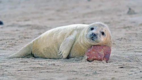Dunkerque : le pêcheur qui avait frappé un bébé phoque sur la plage...