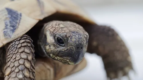 Quatre tortues volées au zoo de Lille