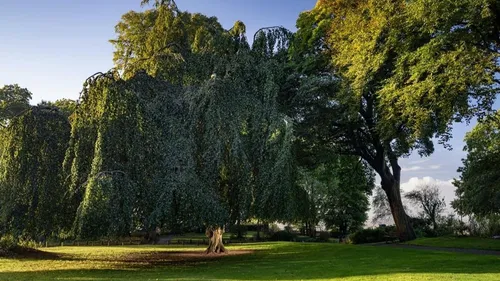 Le hêtre pleureur de Cassel élu plus bel arbre de France