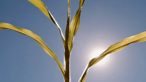 Sécheresse : 15 communes du Pas-de-Calais reconnues en état de...