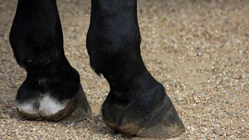 Laventie : un homme tué d’un coup de sabot de cheval