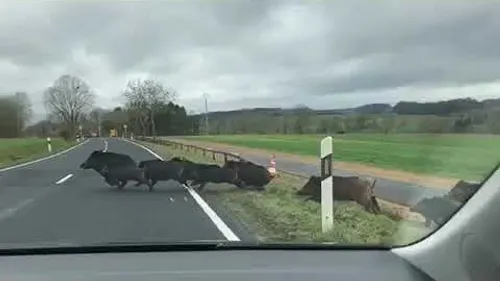 Wimereux: Une battue aux sangliers, ce vendredi 