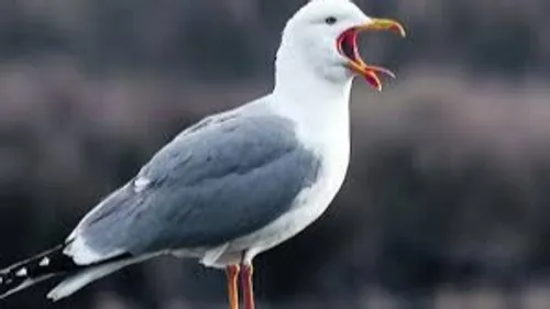 Grippe Aviaire: des oiseaux malades retrouvés morts à Oye-Plage