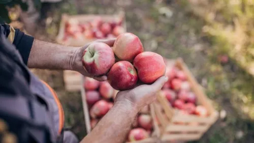 Une grande vente de pommes bio à "1 euro le kilo" organisée ce...