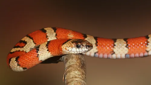 Picardie   : il jette un serpent sur les policiers pour échapper au...