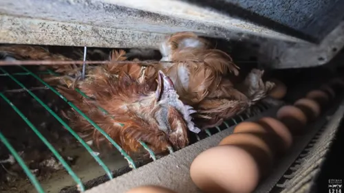 Oise : les gérants du poulailler de Chambly devant la justice ce jeudi