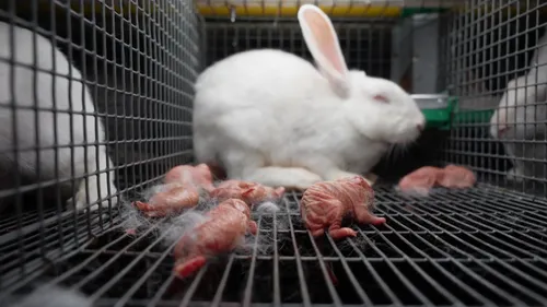 Un élevage de lapins du Nord dénoncé par l'association L214